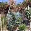Thumbnail #3 of Yucca rostrata by palmbob