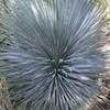 Thumbnail #2 of Yucca rostrata by palmbob