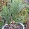 Thumbnail #4 of Yucca rostrata by palmbob