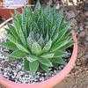 Thumbnail #1 of Aloe aristata by palmbob