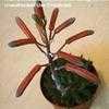 Thumbnail #3 of Aloe aristata by greenlarry