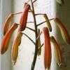Thumbnail #4 of Aloe aristata by greenlarry
