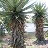 Thumbnail #3 of Aloe marlothii by palmbob