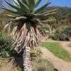 Thumbnail #2 of Aloe marlothii by palmbob