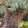 Thumbnail #4 of Aloe marlothii by palmbob