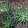 Thumbnail #2 of Haworthia fasciata by Gabrielle