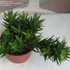 Thumbnail #5 of Haworthia fasciata by plantladylin