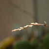 Thumbnail #3 of Haworthia fasciata by art_n_garden