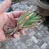 Thumbnail #4 of Haworthia fasciata by palmbob