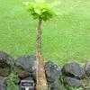 Thumbnail #4 of Brighamia insignis by PotEmUp