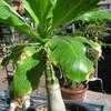 Thumbnail #2 of Brighamia insignis by palmbob