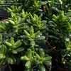 Thumbnail #5 of Crassula ovata by DaylilySLP