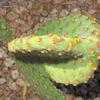 Thumbnail #5 of Opuntia microdasys by Xenomorf