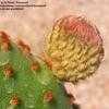 Thumbnail #2 of Opuntia microdasys by Xenomorf