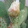 Thumbnail #4 of Opuntia microdasys by Xenomorf