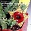 Thumbnail #2 of Huernia zebrina by nancyanne