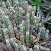Thumbnail #1 of Euphorbia resinifera by palmbob