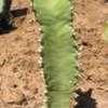 Thumbnail #2 of Euphorbia resinifera by Xenomorf