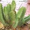 Thumbnail #4 of Euphorbia resinifera by Xenomorf