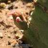 Thumbnail #5 of Euphorbia resinifera by Xenomorf