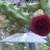 Thumbnail #5 of Huernia schneideriana by nancyanne