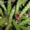 Thumbnail #4 of Huernia schneideriana by rylaff