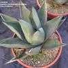 Thumbnail #1 of Agave  by palmbob