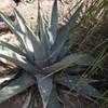 Thumbnail #2 of Agave  by palmbob