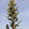 Thumbnail #2 of Puya alpestris by palmbob