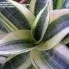 Thumbnail #1 of Sansevieria trifasciata by kniphofia