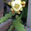 Thumbnail #5 of Epiphyllum crenatum by RWhiz