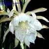 Thumbnail #2 of Epiphyllum crenatum by UlfEliasson