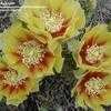 Thumbnail #1 of Opuntia macrocentra by Kaufmann