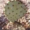 Thumbnail #4 of Opuntia macrocentra by Xenomorf