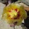 Thumbnail #5 of Opuntia macrocentra by Kelli