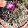 Thumbnail #3 of Ferocactus latispinus by palmbob