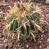 Thumbnail #2 of Ferocactus latispinus by palmbob