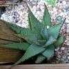 Thumbnail #4 of Aloe broomii by palmbob