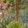 Thumbnail #2 of Aloe broomii by thistlesifter