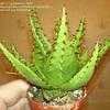 Thumbnail #5 of Aloe broomii by greenlarry