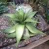 Thumbnail #3 of Aloe broomii by palmbob