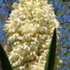 Thumbnail #5 of Yucca treculeana by Kell