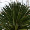 Thumbnail #4 of Yucca treculeana by DaylilySLP