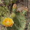 Thumbnail #4 of Opuntia engelmannii by QCHammy