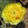 Thumbnail #2 of Opuntia engelmannii by Xenomorf