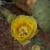 Thumbnail #5 of Opuntia engelmannii by QCHammy