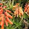 Thumbnail #3 of Aloe ciliaris by palmbob
