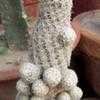 Thumbnail #2 of Mammilloydia candida by cactus_lover