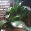 Thumbnail #2 of Sansevieria trifasciata by Sansevieria