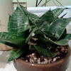 Thumbnail #1 of Sansevieria trifasciata by JerusalemCherry